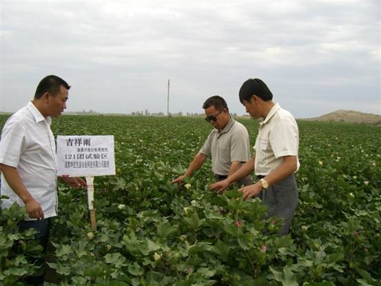 06年7月炮臺試驗站曹新成站長在農八師121團私人農場示范地察看.jpg