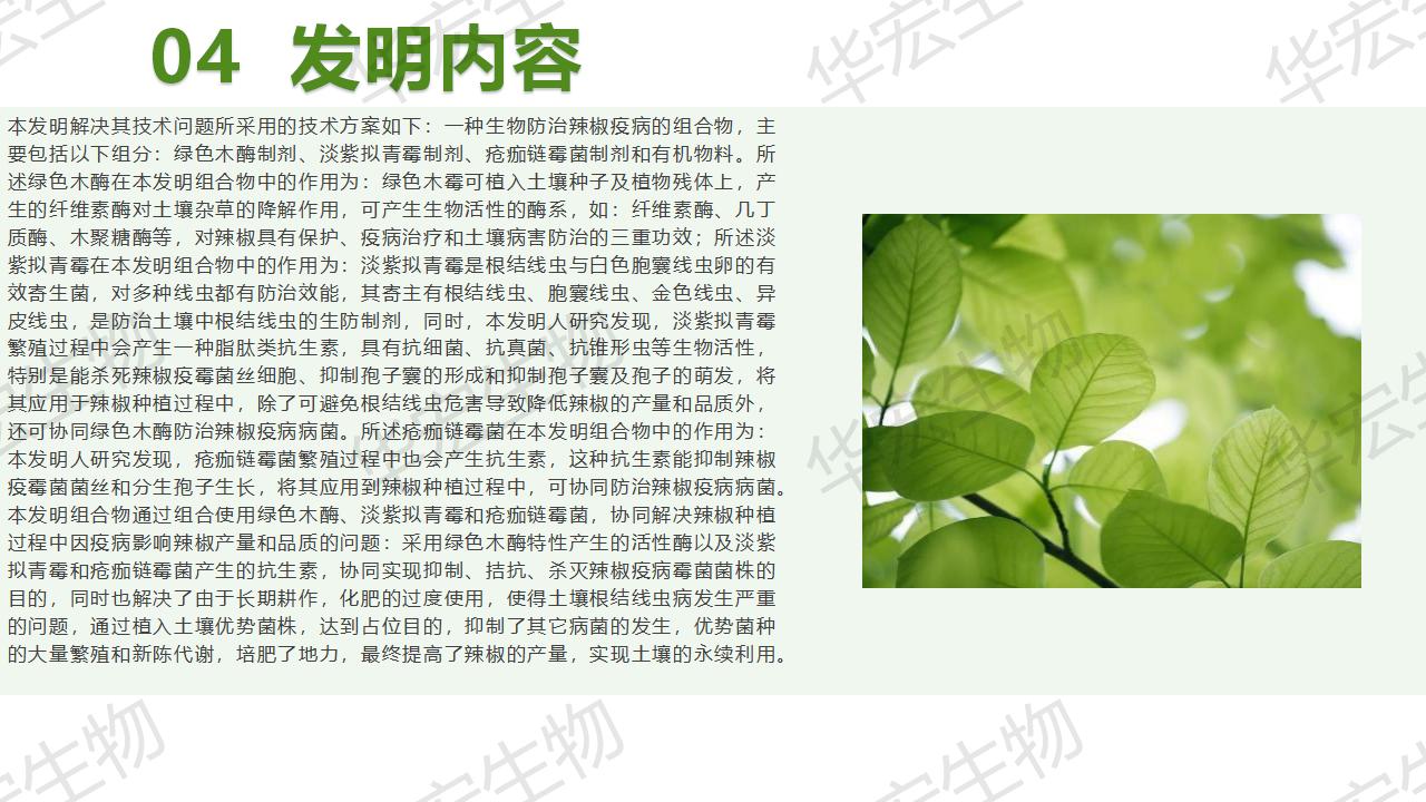 一種生物防治辣椒疫病的組合物及制備方法和應用_14.jpg